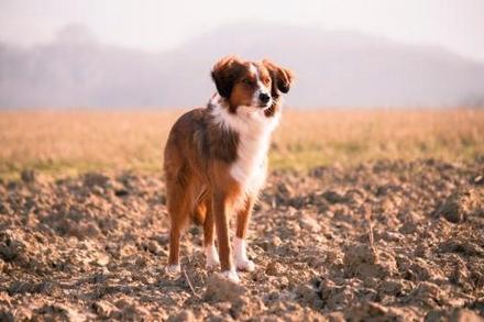 What Can I Do if My Pet Gets Food Poisoning?