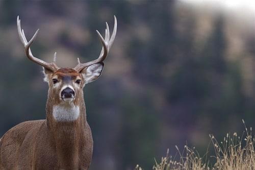 DIY Processing Ground Venison - North American Whitetail