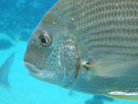 Increased Food Poisoning Cases from Florida Fish