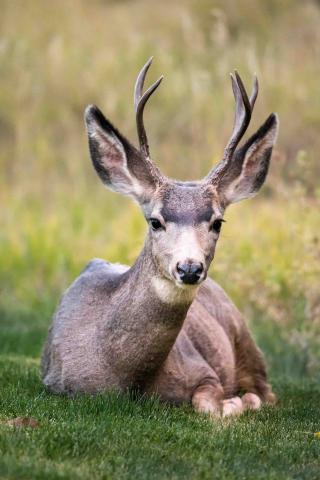 Deer Antler Tea Tied to Los Angeles Botulism Cases