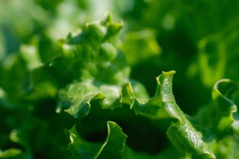 Cyclospora Outbreak Linked to McDonald's Salads